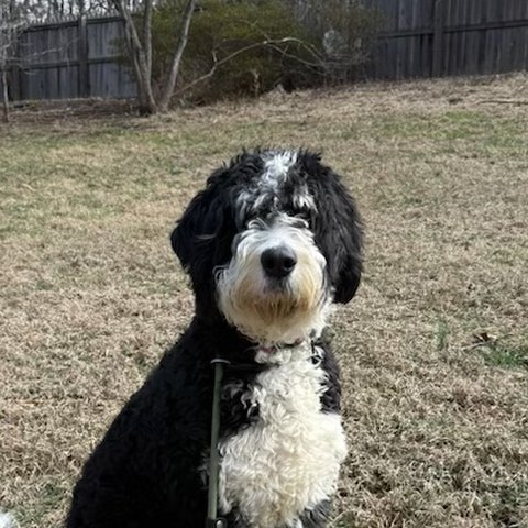Mazzie